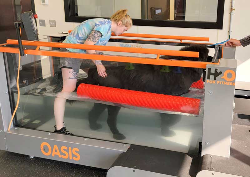 Carousel Slide 11: Bailey and Kodiak hard at work in Hydrotherapy