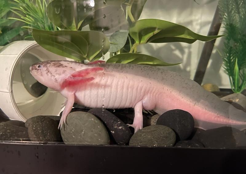 Carousel Slide 21: Say hello to Wayne Newton!