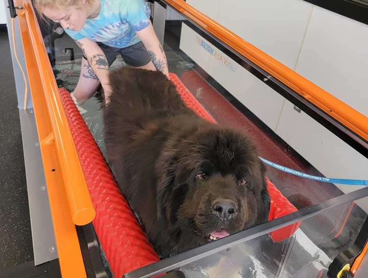 Hydrotherapy for Dogs